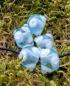 Preview: Eyebead light aquamarine
