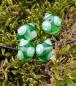 Preview: Eyebead neon green